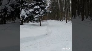 Видеосюжет Воскресенье в лесу, после сильных морозов и метелей❄️🌲🌬️