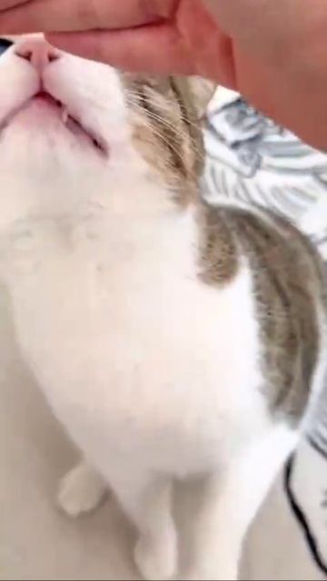 Глаза имеют три разных цвета смотреть онлайн