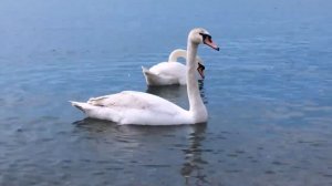 Музыка для души _ Релакс видео