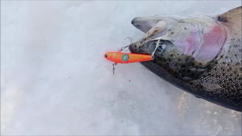 Поимки форели до запуска и после. Спорт-зона. Клёвое место Лосиный остров. смотреть онлайн