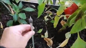 Где купить электрогрядку Почеевского.