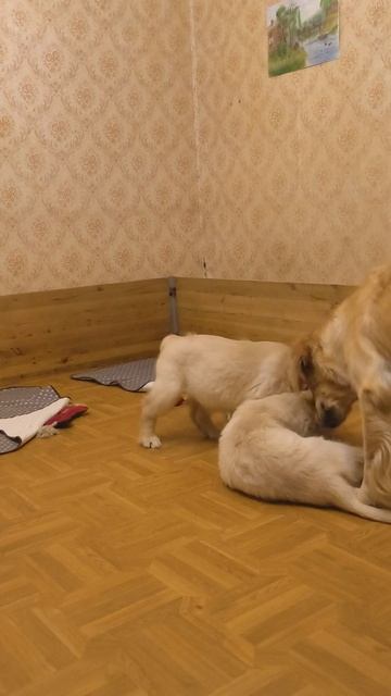 Пудра и Стеша