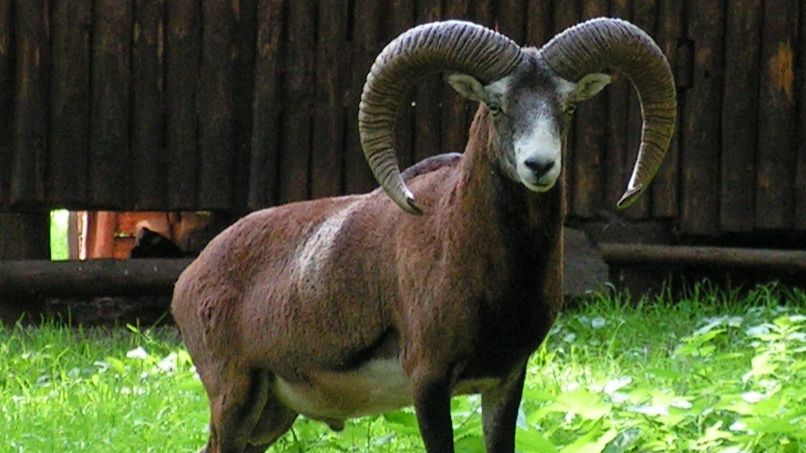 убежал смотреть онлайн