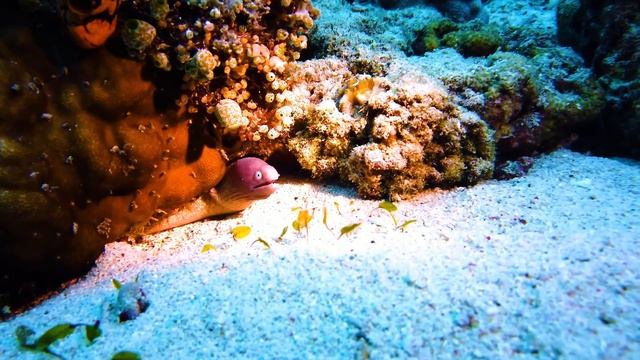 Раскрытие самых красивых рыб в океане 4K видео Ultra HD