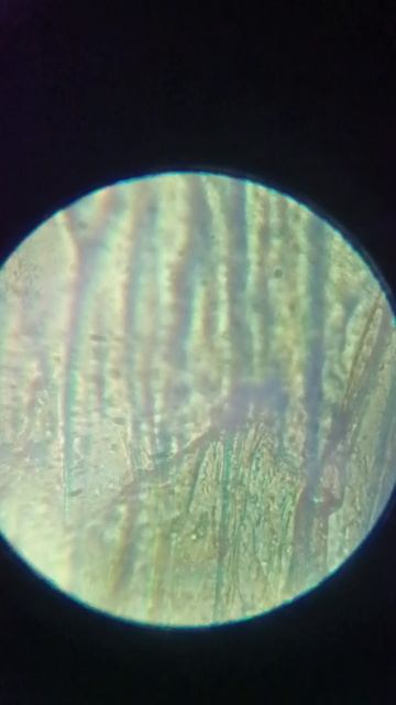 Кожура от лука и луковая мембрана под микроскопом.mp4 смотреть онлайн