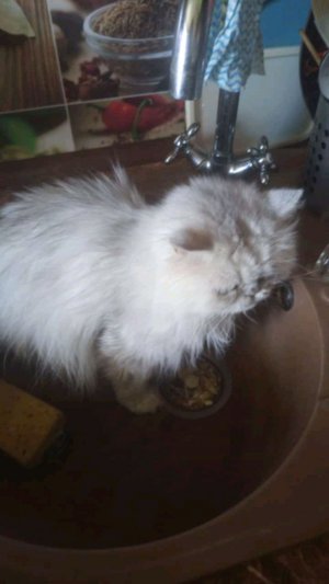 мои детки растут