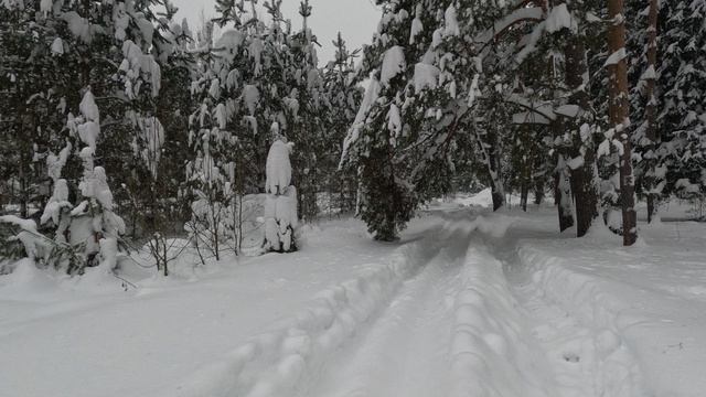 Ветки прогнулись до земли под тяжёлым снегом смотреть онлайн