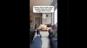 Видео от МЯУтаверс – как метавселенная, но с котами