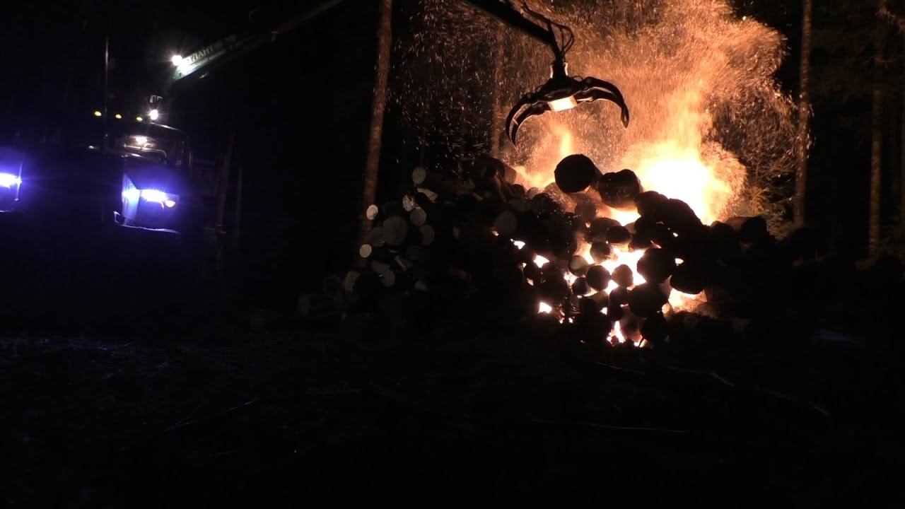 2 дня живу в лесу. Вывожу лес гружу Камазы сжигаю гнилой лес.