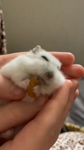 хомячок кушает🐹🐹