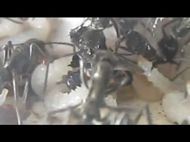 Diacamma Rugosum 2.wmv