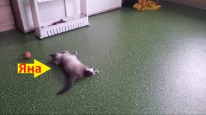 У нас новый котёнок