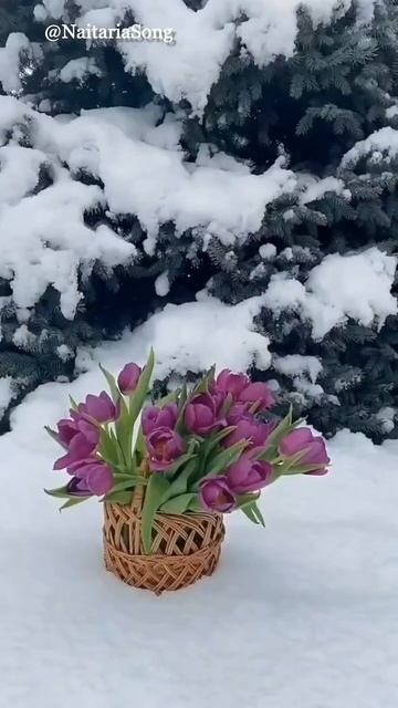 "Женщины"  #музыка #music #стихи #топ #top #песни #баллада #музыкаонлайн