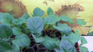 Как увеличить корневую систему рассады Может помочь ЯНТАРНОЕ ОПРЫСКИВАНИЕ