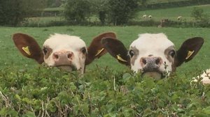 Юмор Приколы Смешные животные   #180