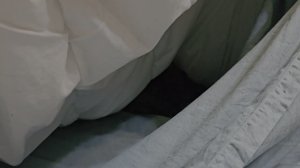 Играем с кошкой 🐈