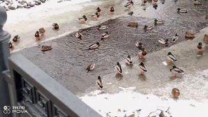 УТОЧКИ НА БЕРЕГУ РЕКИ