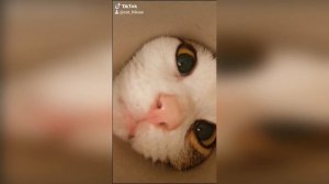 #смешныевидео -1044