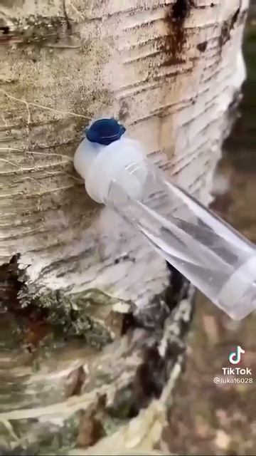 Новый способ сбора березового сока.
