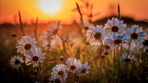 Ромашковое лето