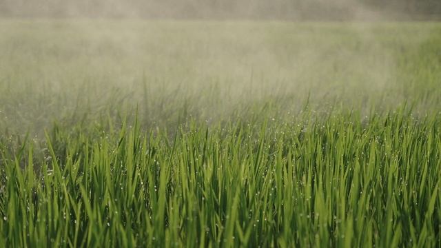 P100 смотреть онлайн