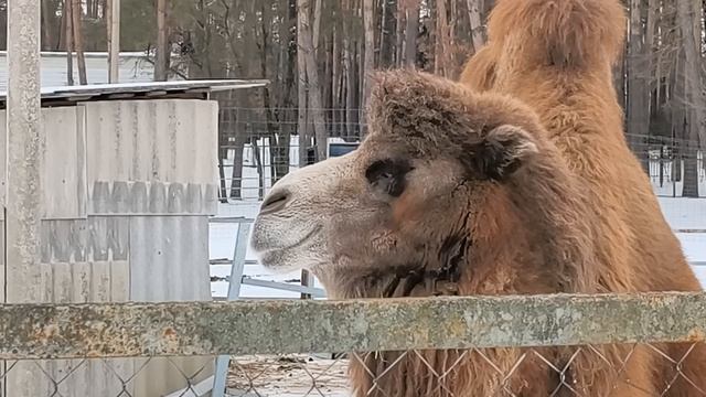 А вот и Верблюд🐫..... 23.02.26. смотреть онлайн