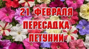 21 февраля. Пересадка петунии