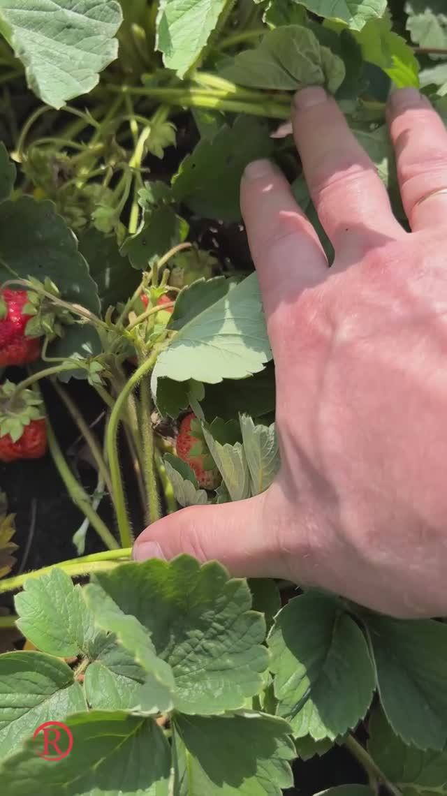 Магия летнего утра 🌿🍓