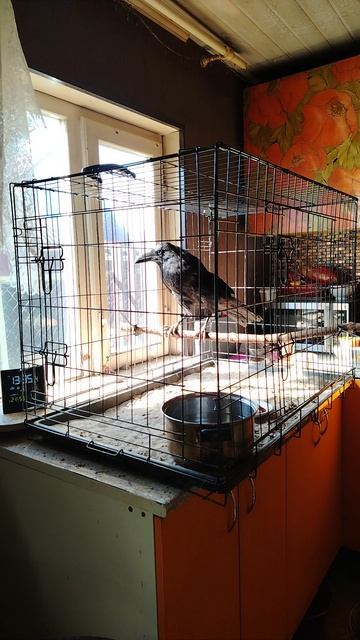 Ворон Гриша 13 сентября