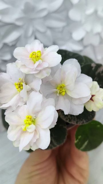 Фиалка Golden Eye