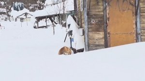 (1223) Лиса приходит в гости. Февраль 2026