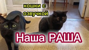 КОШКИ С ОЗВУЧКОЙ.