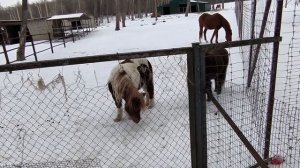 Опять идём к животным 23.02.26.