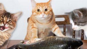 НА ВНЕЗАПНОЕ ВЕЗЕНИЕ. ДЛЯ ВСЕХ