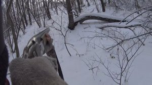 ОХОТА НА ЗАЙЦА. С МОЛОДОЙ ЭСТОНСКОЙ ГОНЧЕЙ.12.01.2022Г