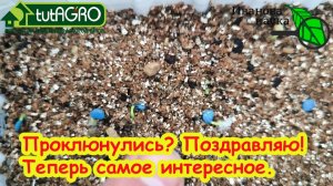 ПЕРЦЫ проклюнулись! Срочно сделайте ЭТО, чтобы не загубить рассаду. Что надо делать прямо сейчас.