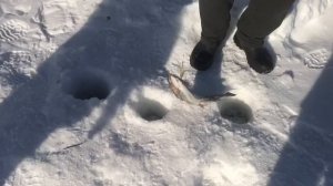 поимка форели на блесну