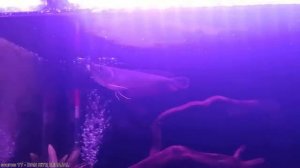 Лес под водой как выживают животные Амазонки