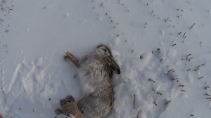 ОХОТА на ЗАЙЦА 04.01.2022г