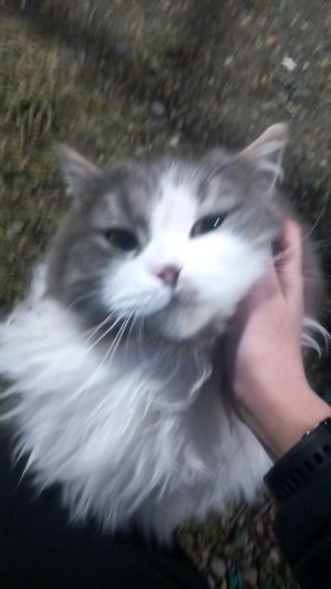 вот шо получается