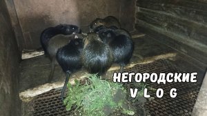 Февральская трава для НУТРИЙ. Купаем малышей-нутрят. 21.02.26