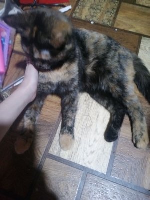 Трансляция