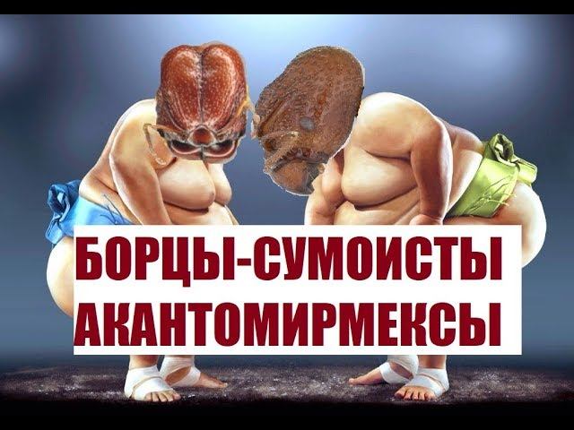 Борьба Acanthomyrmex glabfemoralis