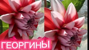 Пеларгониии Георгины.