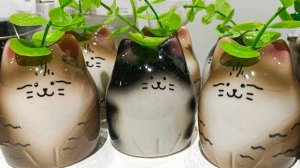 🌿MODI🌸Прогулка По Магазину🌿 февраль 2026