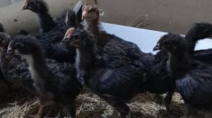 Приехала внученька. Ленивые пирожки. Простая жизнь обычной семьи!