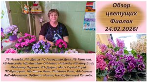 Обзор цветущих Фиалок 24.02.2026!