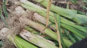 17.09.2025/ убрала лук порей/ Вася коптит речную рыбу👍