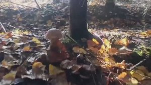 2 часть.08.09.2025/ дети в лагере/шашлыки/ в лес за грибами