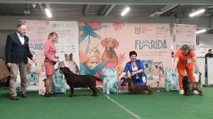 14.02.2026, СПб. Клуб "Каскад" (РКФ, РФЛС). Выставка собак "ВСЕГДА ВДВОЕМ" (САС, ЧРКФ)